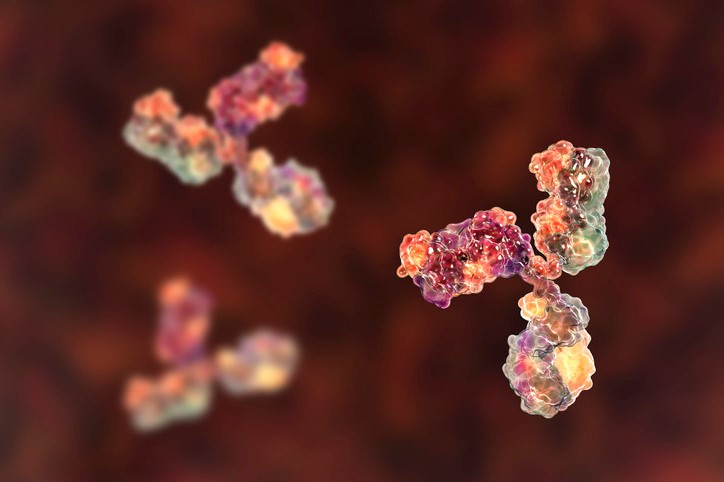 Immunoglobulin G Antibody, Molecular Model